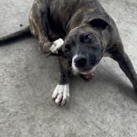 Photo of Reba   3 Month Old Staffy X (On Trial)