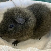 Photo of Edgar (Bonded With Carl)