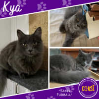 Photo of Kya