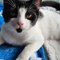 Photo of Domino 