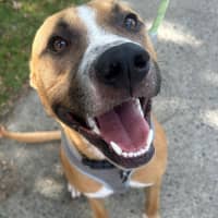 Photo of D1096 Diggy