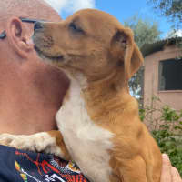 Photo of Ginger
