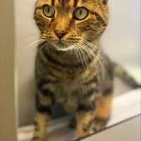 Photo of Moose