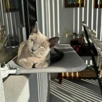 Photo of Jazzi 