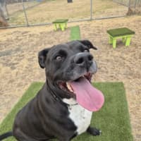 Photo of Angel (68218)