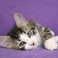 Photo of Kip