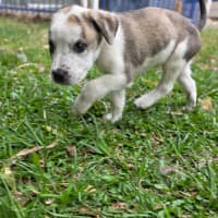 Photo of King Julien! 