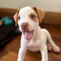 Photo of Reggie/Jingle