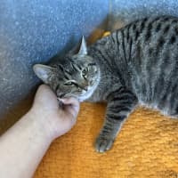 Photo of Paprika