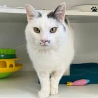 Photo of Casper