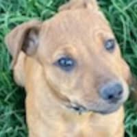Photo of Ellie ~ 4 Month Old, Staffy X, Puppy