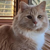 Photo of Ricardo Silvanus