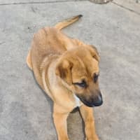Photo of Samson 