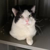 Photo of Domino