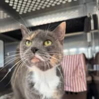 Photo of Marmalade