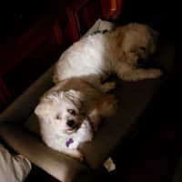 Photo of Rolly   8 Year Old Maltese X