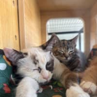 Photo of Dairy Queen