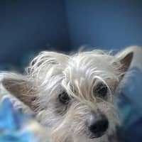 Photo of Stitch