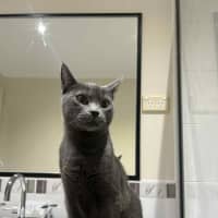 Photo of Forky   Located In Ashburton