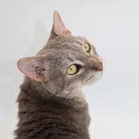 Photo of Gibson Now At Pet Quarters Tuggerah