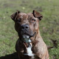 Photo of Shadow