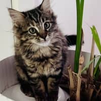 Photo of Jaffa