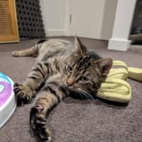Photo of Wally *9 Lives Project Rescue*