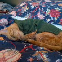 Photo of Peanut