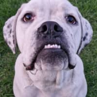 Photo of Puck