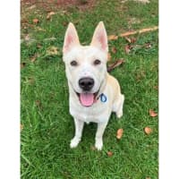 Photo of Paige *$350 Adoption Fee*