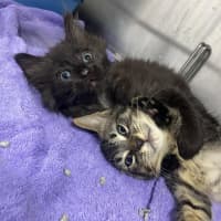 Photo of Oliver   Located In Kew