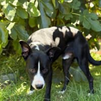 Photo of Sparky