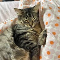 Photo of Benji