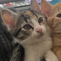 Photo of Kiki   Penelope