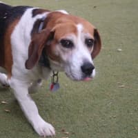 Photo of Buddy