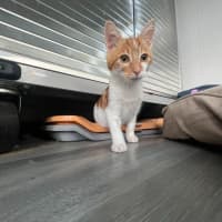 Photo of Sizzle