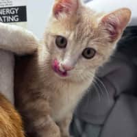 Photo of Buttercup