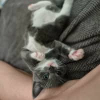 Photo of 🩵 Blue Jay 🩵