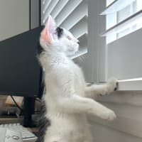 Photo of Pebbles 