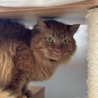 Photo of 🧡 Barney 5588 🧡