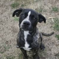 Photo of Diesel