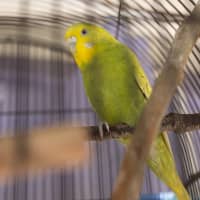Photo of Wasabi