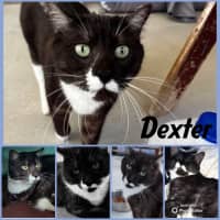 Photo of Dexter