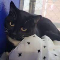 Photo of Darcy