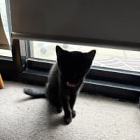 Photo of Gotham **2nd Chance Cat Rescue**