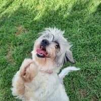 Photo of Skye