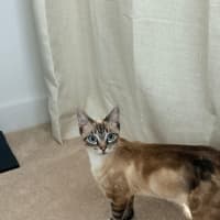 Photo of Pearl