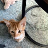 Photo of Jacuzzi   Available At Petstock Milperra