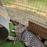 Photo of Apollo