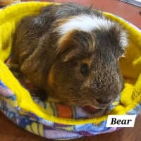 Photo of Bear